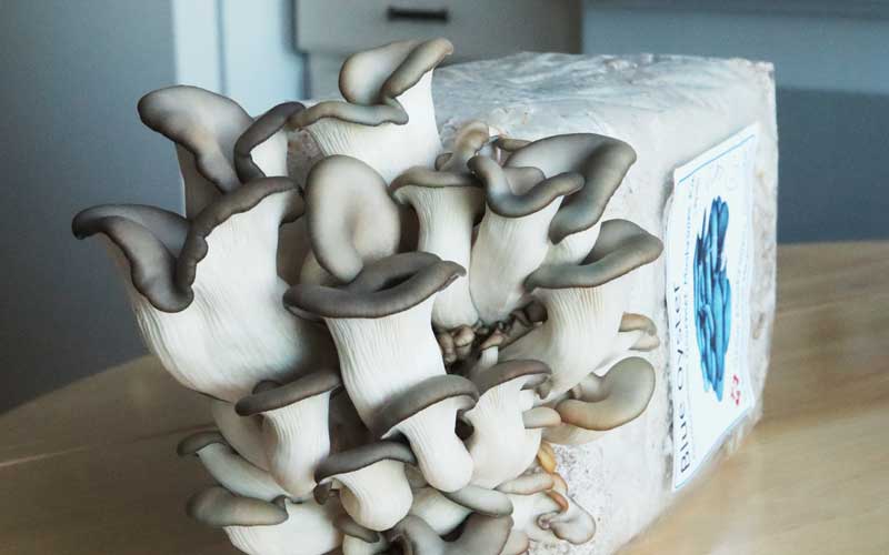 Growing Mushrooms at Home: A Mycological Odyssey