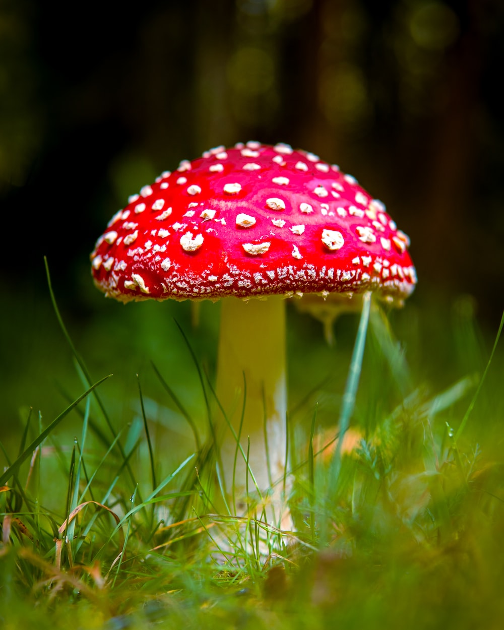 Growing Mushrooms: Beginners Guide to Mushroom Cultivation