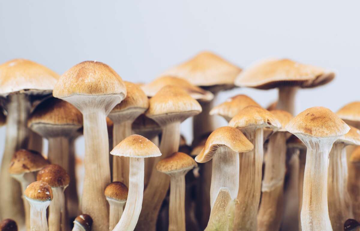 B+ Psychedelic Mushrooms: A Journey into Their Mystique