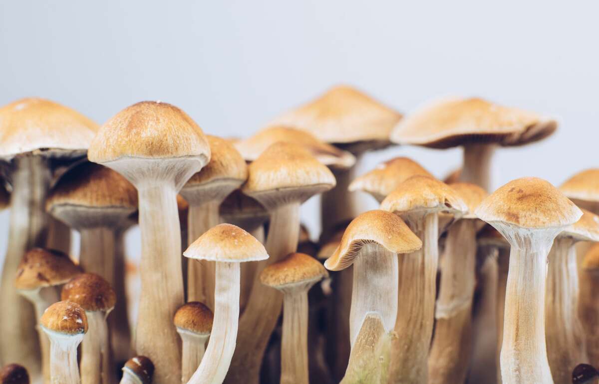 B+ Psychedelic Mushrooms - https://www.magicmushroomstoreusa.com/product/hawaiian-mushroom-for-sale-or/