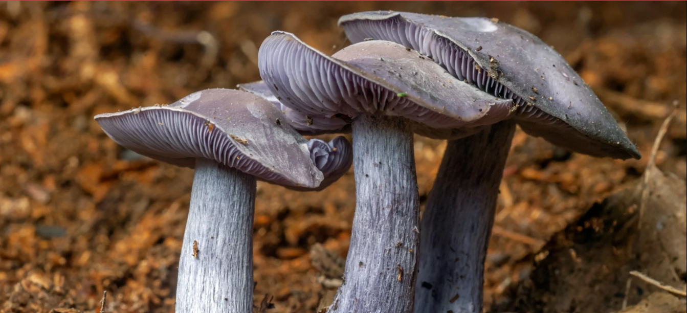 Blue Foot Mushroom