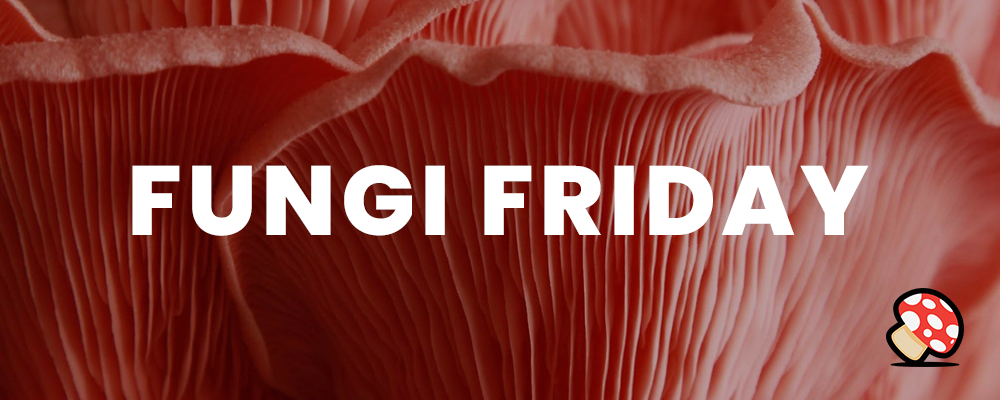 Fungi Friday: March 8, 2024