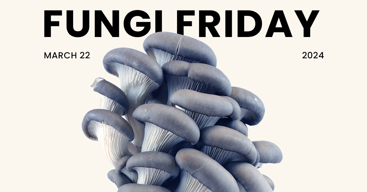 Unlock the Power of Fungi: From Healing Minds to Rebuilding Cities 🍄