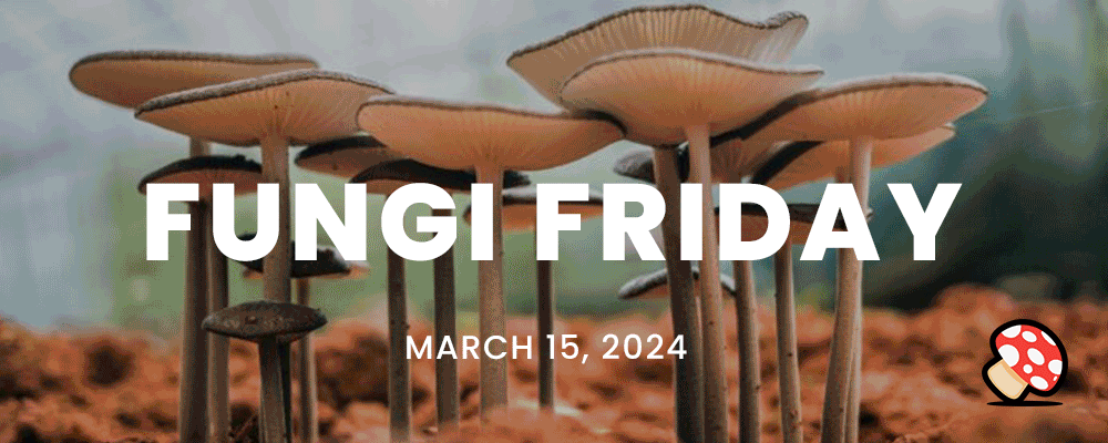 Fungi Friday: Culinary Innovations, Environmental Solutions, and Breakthrough Research