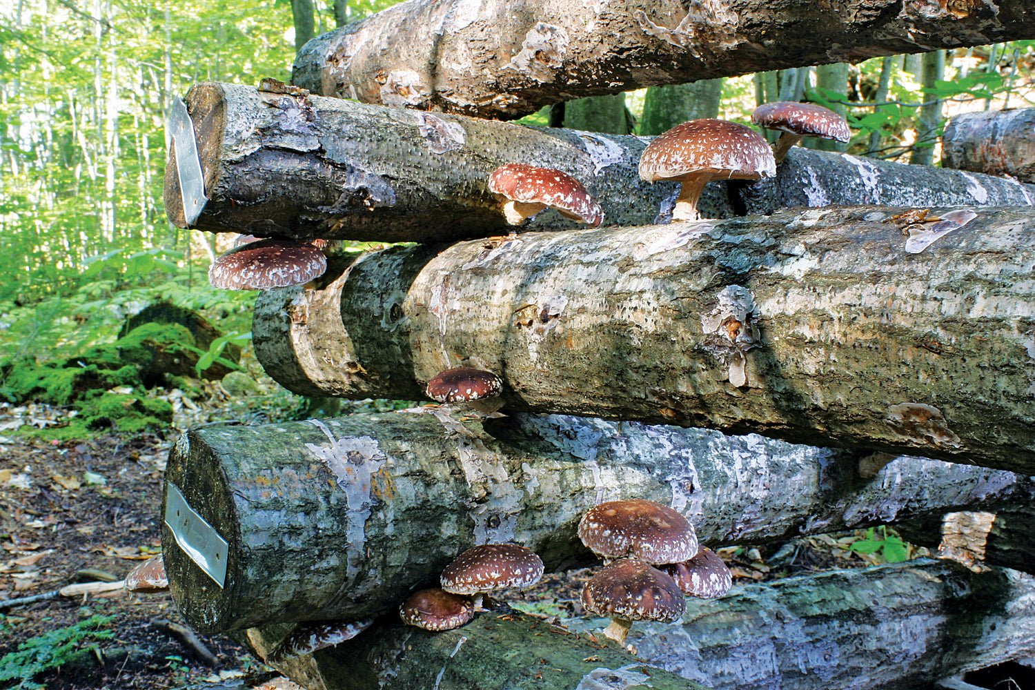 Growing Mushrooms on Wood
