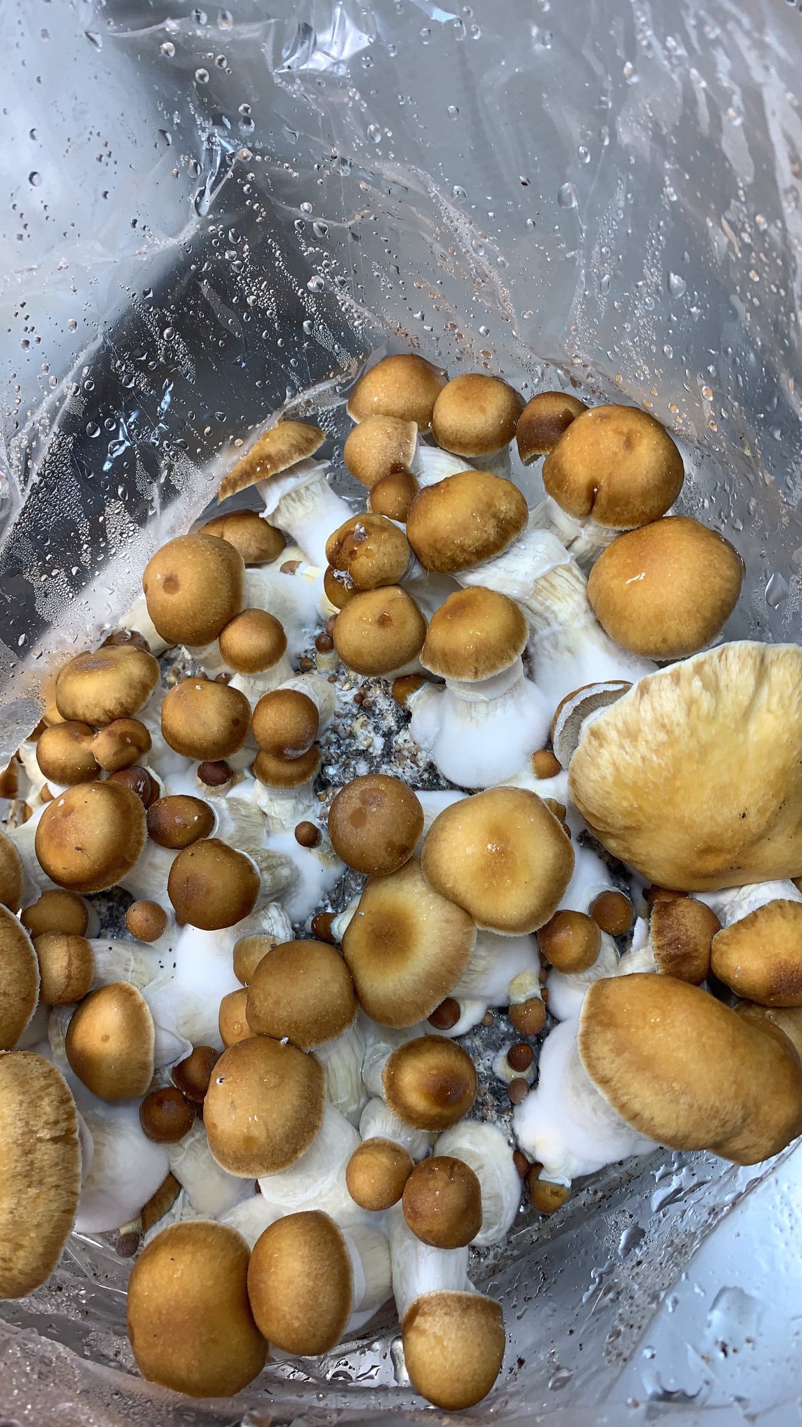 Penis Envy Mushrooms – Mushroom Supplies