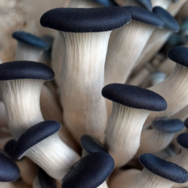 Magic Mushroom Grow Kits: Aka Psilocybin Grow Kits